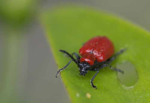 RED JAPANESE BEETLE